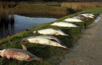 1.100 con cá heo chết thảm đầy bí ẩn, trôi dạt vào bờ biển