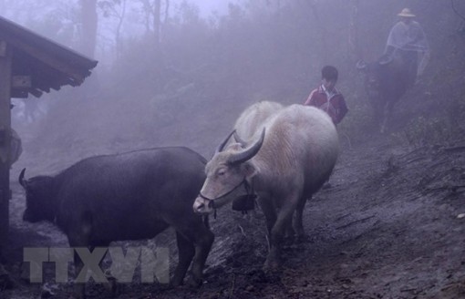 Đêm 31-3, các tỉnh Đông Bắc Bộ trời chuyển lạnh, có mưa dông