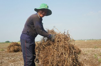 Nông dân Hiệp Xương trúng mùa rau muống lấy hạt