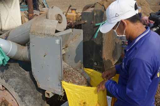 Được mùa rau muống lấy hạt