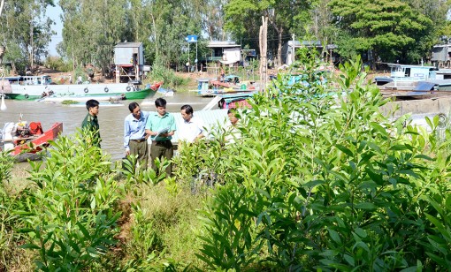Kiểm tra trồng cây lâm nghiệp phân tán tại huyện An Phú