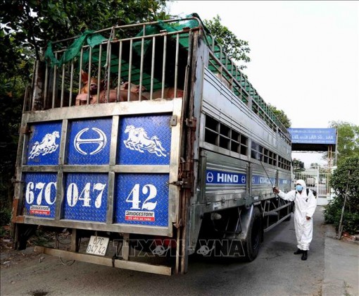 Lập chốt trên sông Tiền, sông Hậu để chặn dịch tả lợn châu Phi