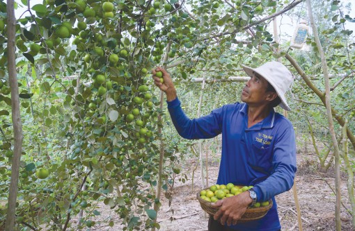 “Quả ngọt” trên đất Phú Long