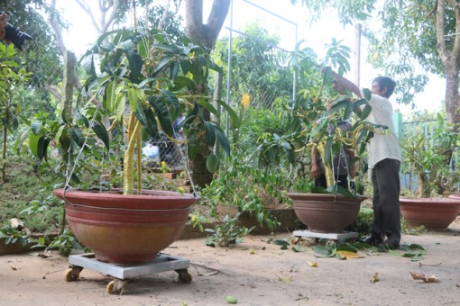 Bonsai xoài - Cách làm kinh tế từ nông nghiệp của nông dân Cao Lãnh