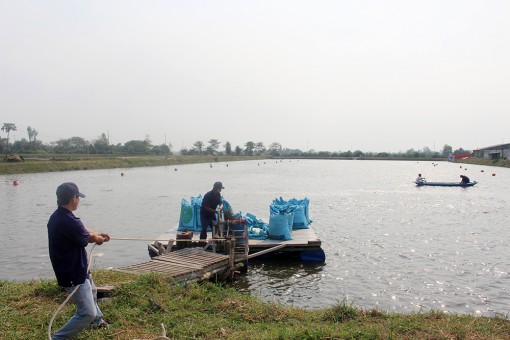 Cá tra vẫn nhiều triển vọng