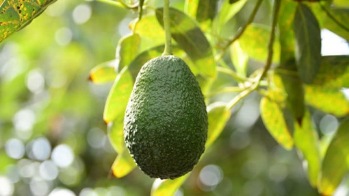 Những lợi ích tuyệt vời của quả bơ