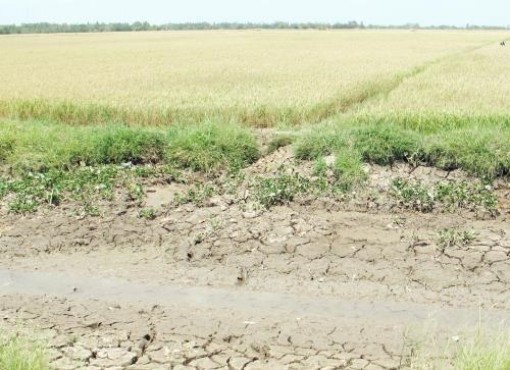 ĐBSCL: Mặn có khả năng xâm nhập sâu 40 - 50km