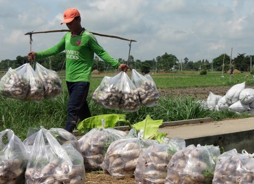 Canh tác nông sản mùa nắng nóng