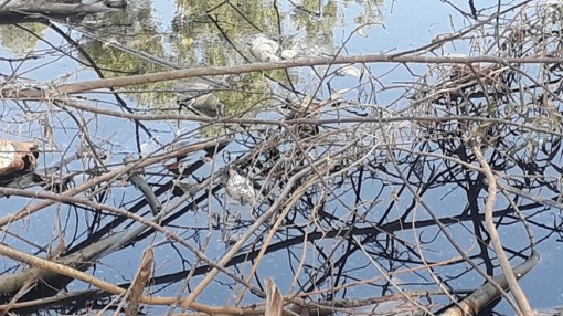 Cá chết trên dòng suối đen ngòm ở Phú Quốc: Kiểm nghiệm mẫu nước ô nhiễm