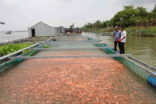 Cá chợ lên ngôi