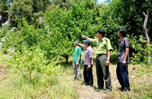 ĐBSCL dồn sức phòng chống cháy rừng