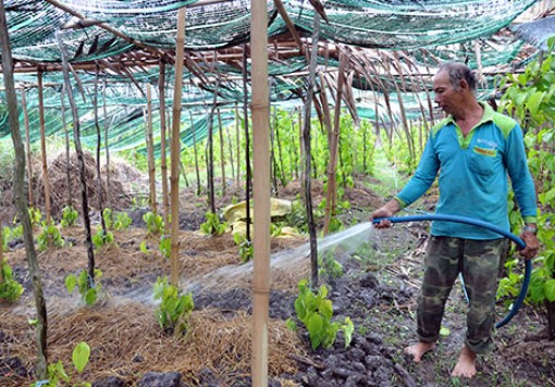 Giá trầu giảm mạnh