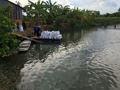 Vĩnh Long đẩy mạnh nuôi cá tra thâm canh theo hướng an toàn thực phẩm