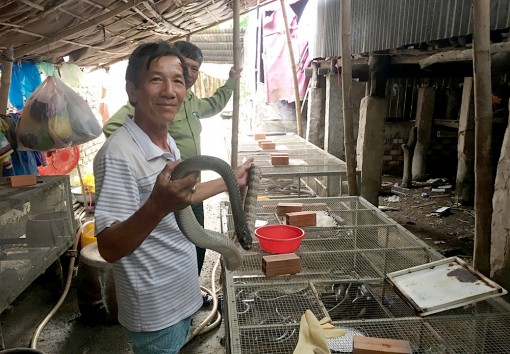 Nuôi rắn hổ hèo nhẹ công, lãi cao