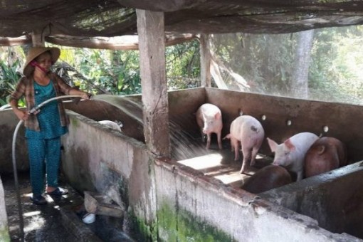 Long An dốc toàn lực bảo vệ đàn heo khỏi dịch tả lợn châu Phi