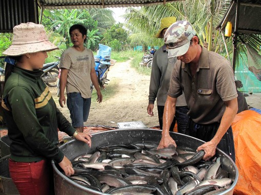 Trăn trở của nông dân