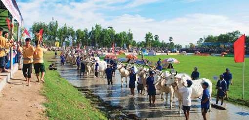 Kỳ vọng sân đua bò chuyên nghiệp vùng Bảy Núi