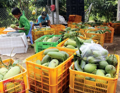 An Giang: Liên kết nâng giá trị trái xoài