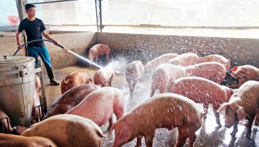 Long An: Doanh nghiệp và nhiều hộ chăn nuôi cam kết sản xuất thịt heo an toàn