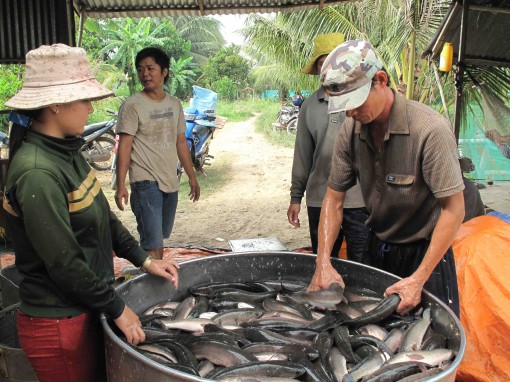 Trăn trở của nông dân