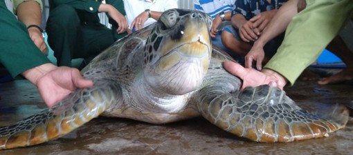 Cà Mau thả rùa quý hiếm nặng 40 kg về biển