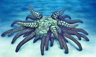 Hóa thạch 430 triệu năm của 'quái vật biển' 45 xúc tu