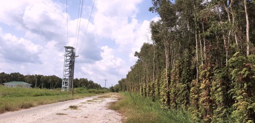 Rừng tràm Cà Mau “bạc đầu” trong nắng gắt