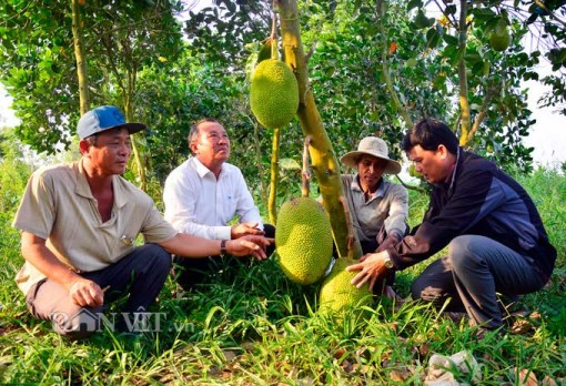 Kiên Giang: Mít Thái giá 500 ngàn/trái, lái vô tận vườn đòi mua