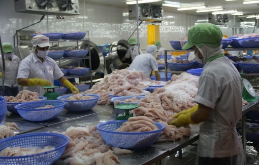 Đầu tư nâng cao chất lượng cá tra để tăng sức cạnh tranh