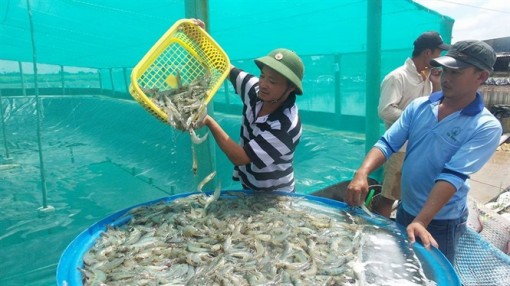 Nắng nóng kéo dài, hàng triệu con tôm giống ở Trà Vinh đổ bệnh