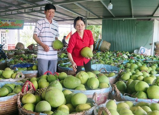 Vĩnh Long tập trung thực hiện các giải pháp phát triển kinh tế