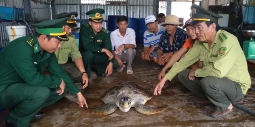 Về Cà Mau nghe ngư dân kể chuyện rùa biển linh thiêng