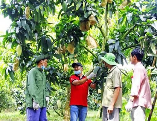 Xoài Vĩnh Long "xuất ngoại" sang Mỹ