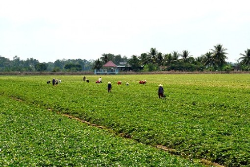 Cần Thơ tập trung sản xuất nông nghiệp theo hướng chất lượng cao