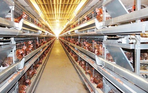 Triển vọng gia cầm xuất ngoại