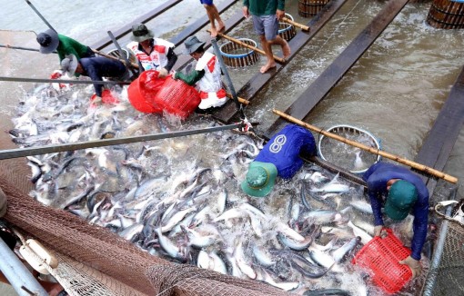 Bộ Thương mại Mỹ công bố mức thuế cuối cùng đối với cá tra Việt Nam
