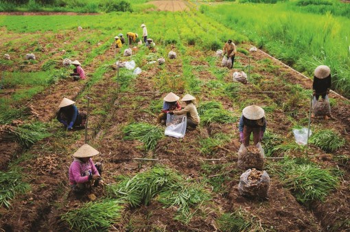 Sản xuất nông nghiệp ứng dụng công nghệ cao ở Chợ Mới