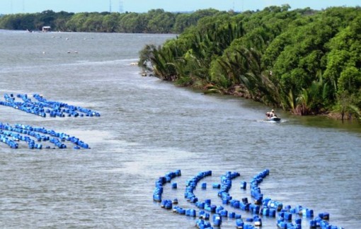 Kiên Giang: Gian nan nghề nuôi "báu vật" ở biển Phú Quốc