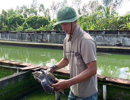 Nuôi loài "thủy quái" trông như ba ba, cứ bán 1 con là lời 5 triệu