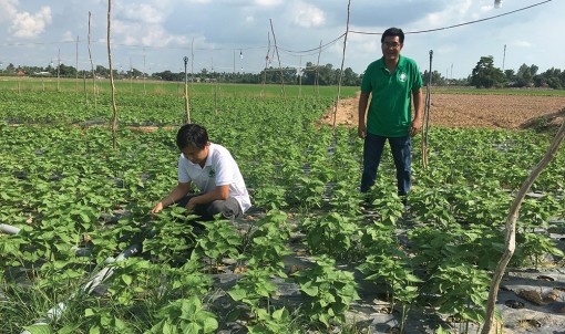 Trồng cây tía tô xuất khẩu sang Hàn Quốc- mô hình mới, tiềm năng