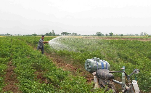 Giảm nếp, tăng diện tích rau màu, cây ăn trái