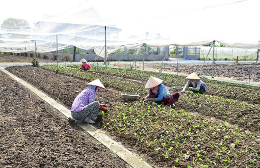 Long An: Hiệu quả từ ứng dụng công nghệ 4.0 vào sản xuất rau an toàn