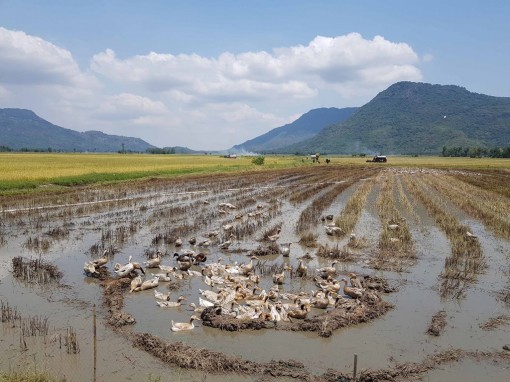 Vực dậy ngành chăn nuôi