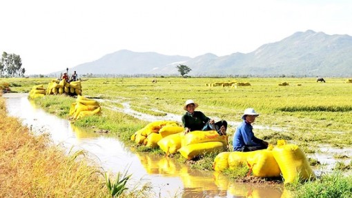 Đột phá từ HTX nông nghiệp kiểu mới