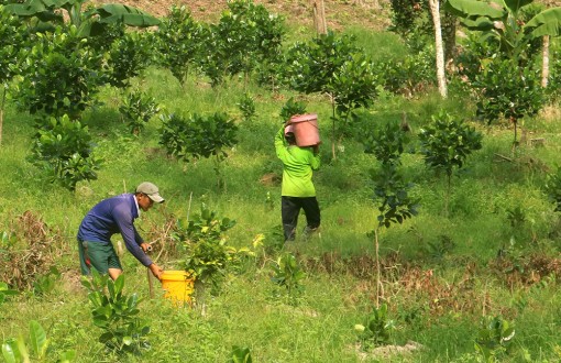 Nông dân mở rộng diện tích trồng mít Thái