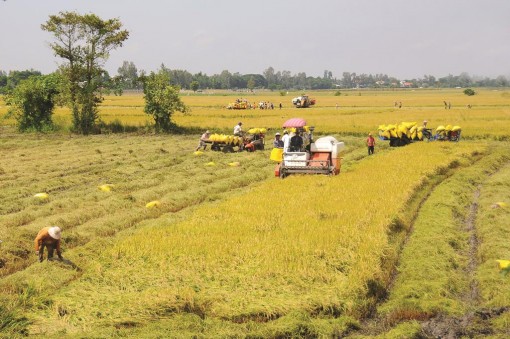 Xuất khẩu gạo, cá tra ngày càng khó khăn