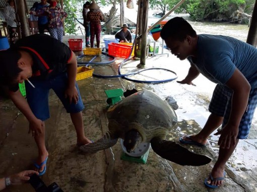 Kiên Giang: Thả vích quý hiếm nặng 80 kg về thiên nhiên