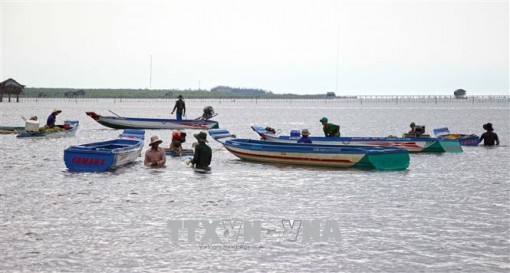Phòng ngừa tranh chấp tại khu vực khai thác nghêu giống Đất Mũi