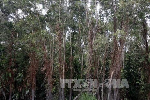 Gần một nửa rừng tràm U Minh Hạ ở mức báo động cháy cao nhất