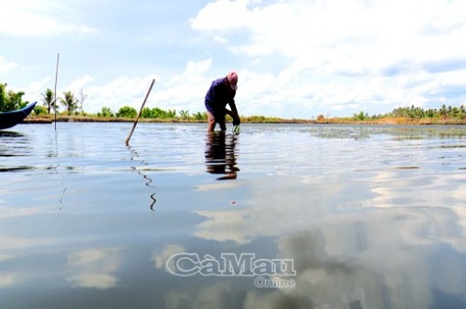 Bảo vệ tôm nuôi mùa nắng nóng